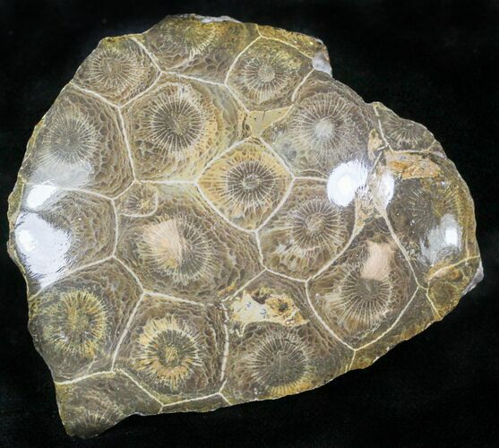 Polished Fossil Coral Head - Morocco #22317